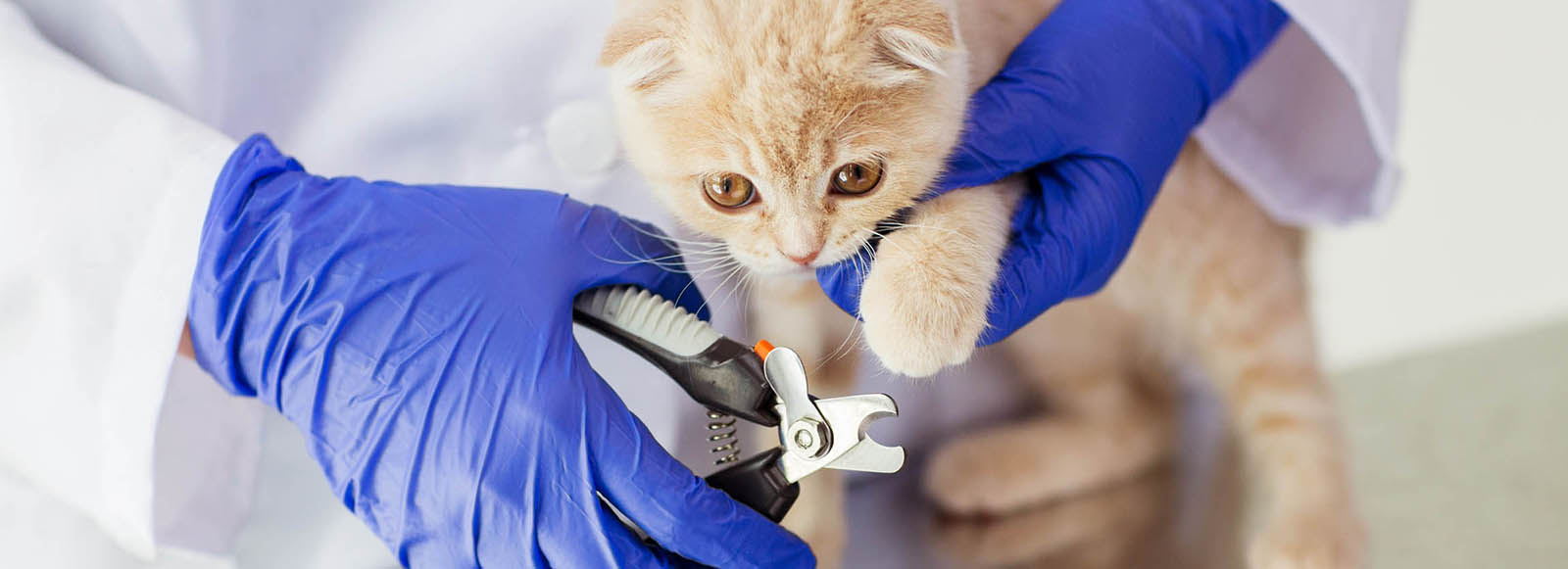 Nail Clipping, Casey & Cranbourne Veterinary Hospital, Cranbourne Vets