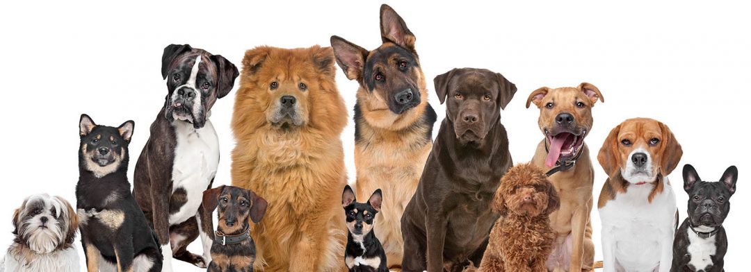 Parasite Control for Dogs | Casey & Cranbourne Veterinary Hospital ...
