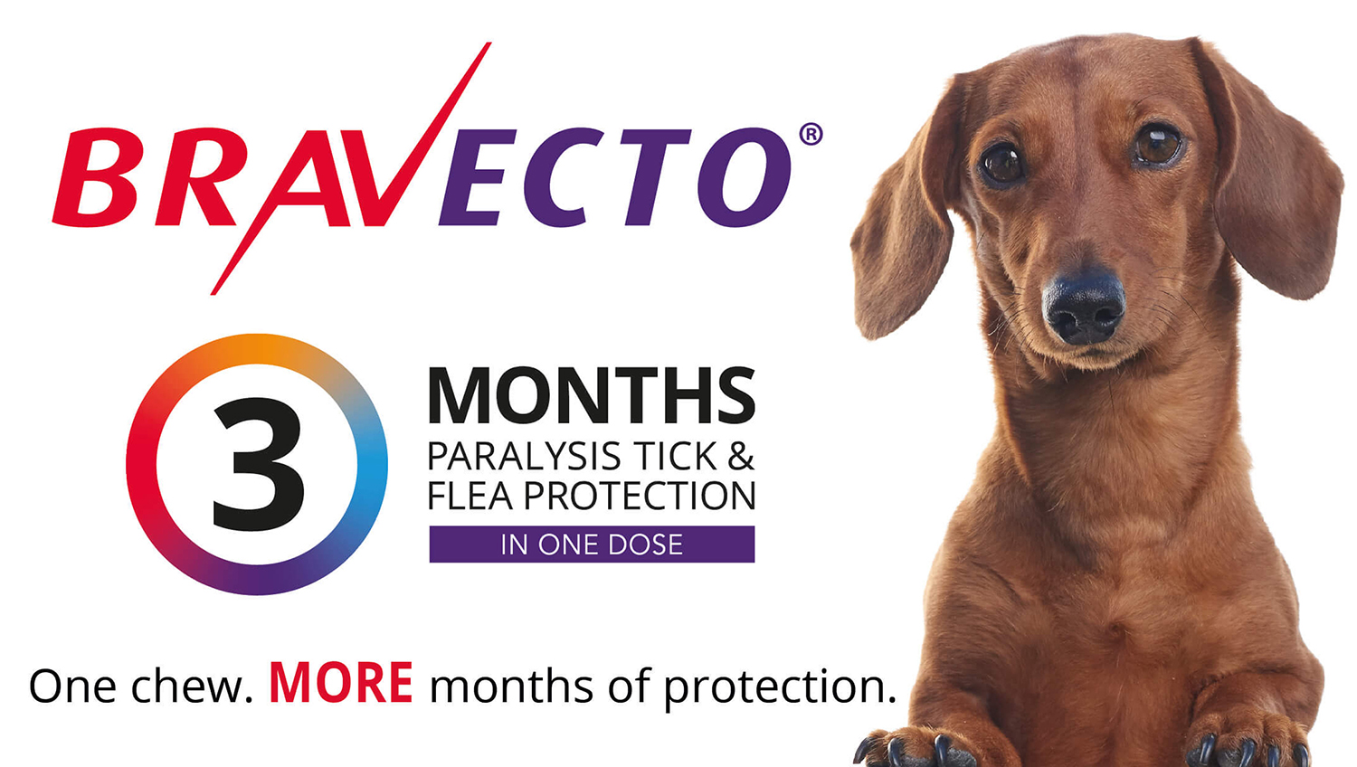 bravecto-pet-protection