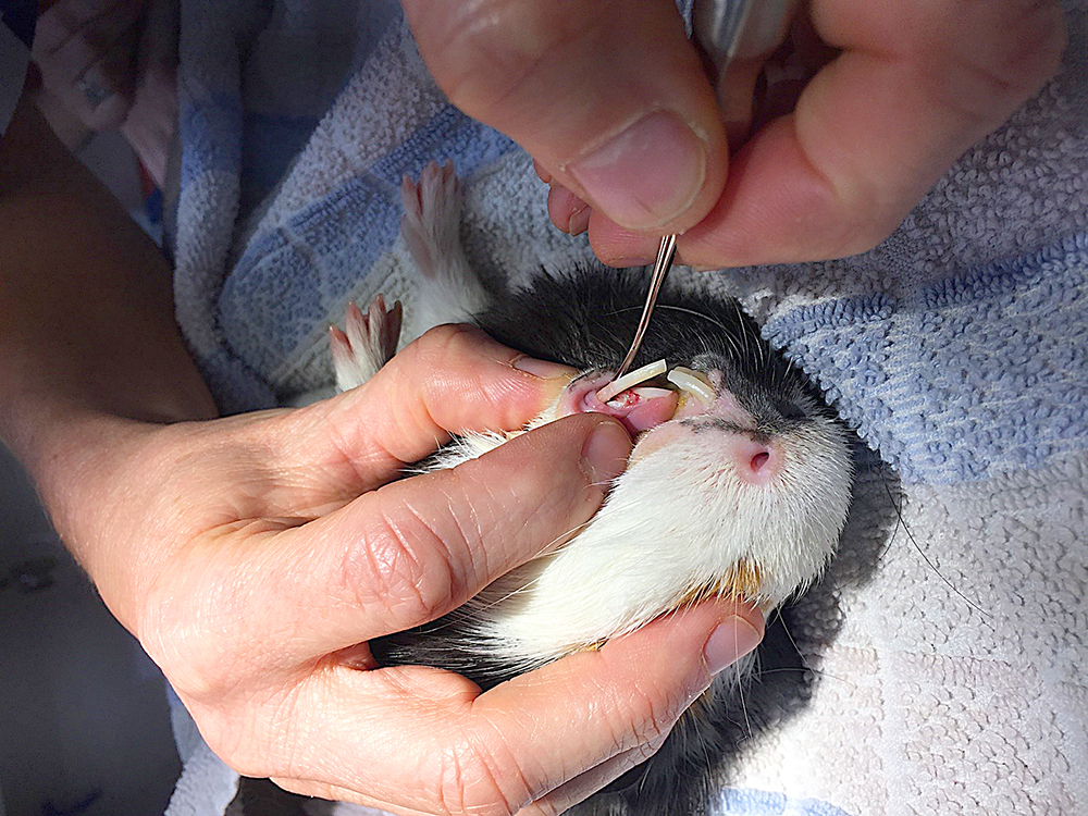 tooth-extraction-guinea-pigs
