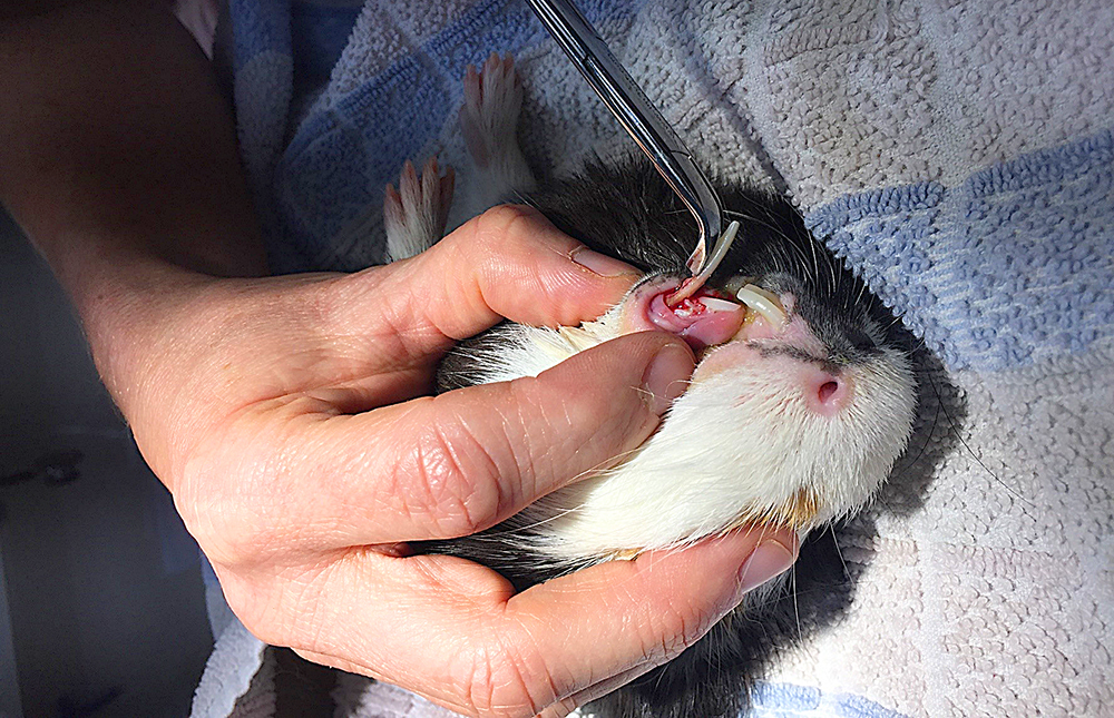 tooth-removal-guinea-pigs