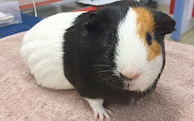 Case Study: Guinea Pig Dental