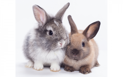 RABBITS: Handy Hints & Tips