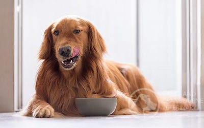 Raw Chicken v/s Paralysis in Dogs?