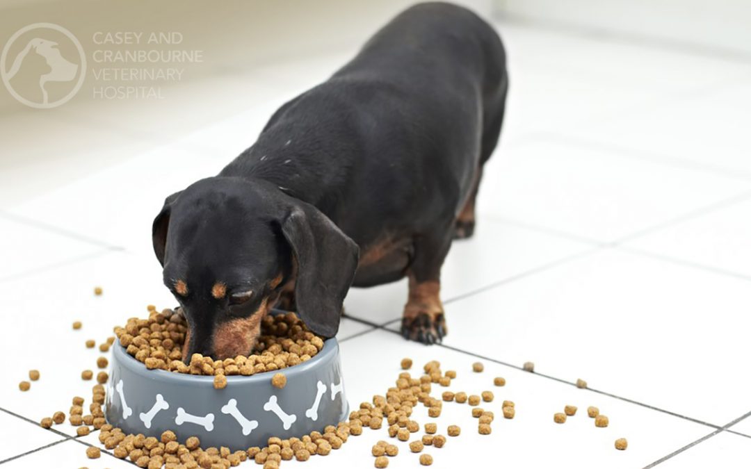 Obesity in Dogs & Cats