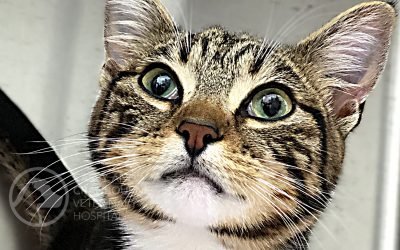 …Knowing this Could Save Your Cat’s Life!