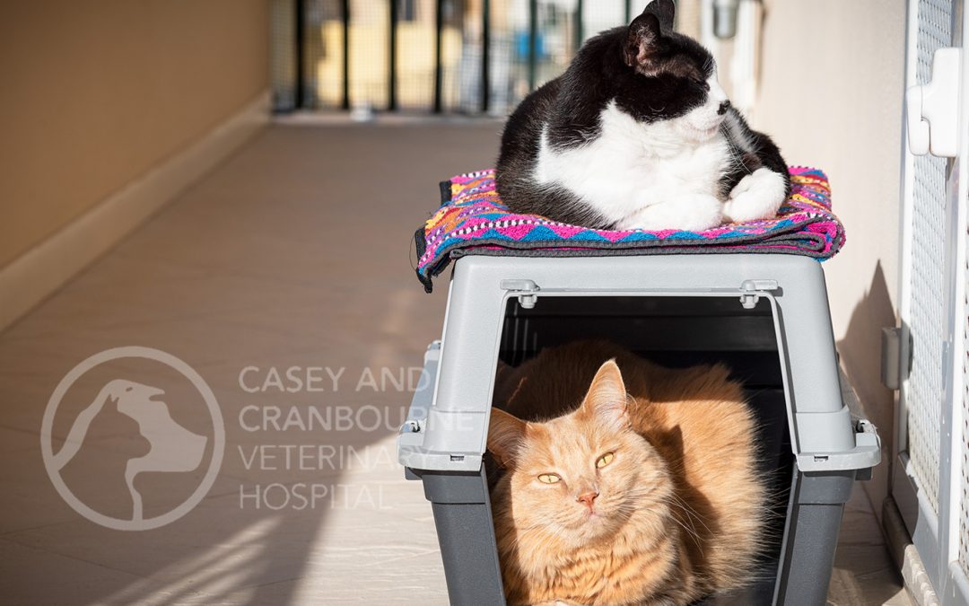 The CatCarrier Dilemma Casey & Cranbourne Veterinary Hospital