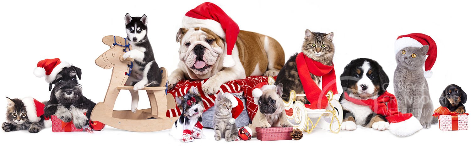 12 Common Dangers for Pets at Christmas! | Casey & Cranbourne