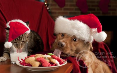 12 Common Dangers for Pets at Christmas!