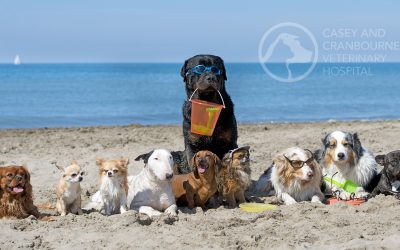 Keeping Your Pet Cool this Summer