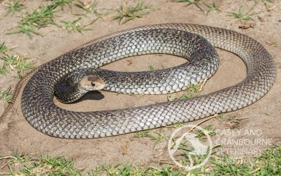 WARNING: Pets vs Snakes