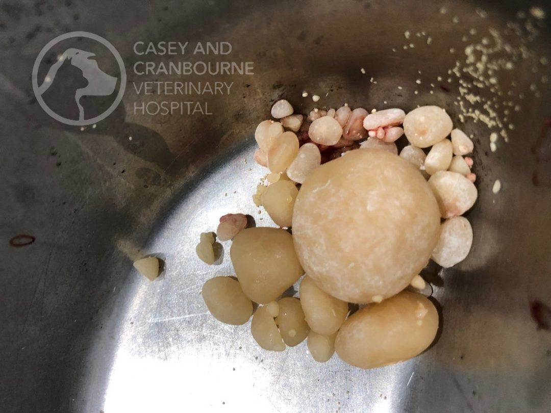 bladder-stone-cystotomy-casey-cranbourne-veterinary-hospital