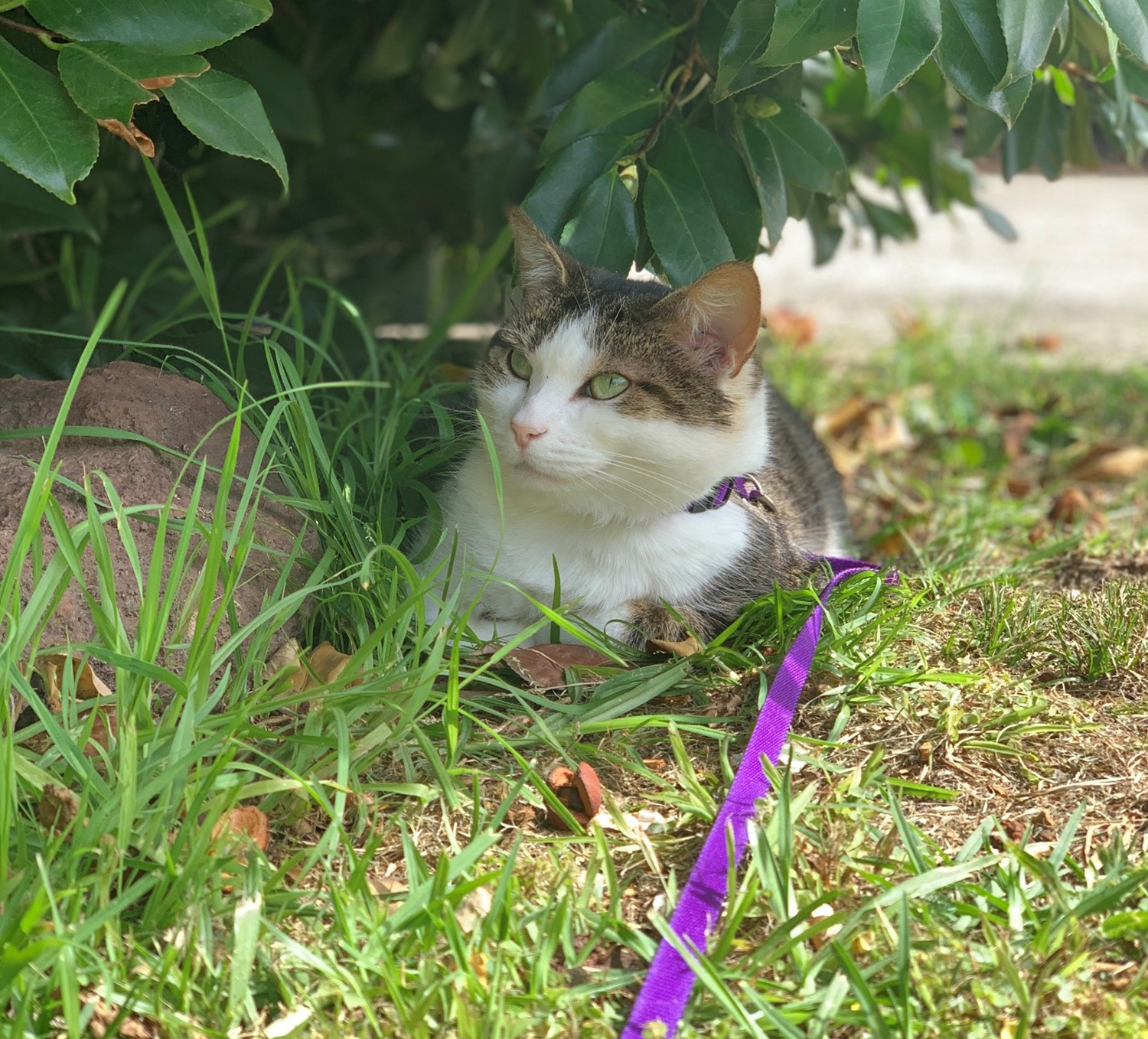 cat-on-a-leash