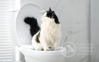 Male Cat Urinary Blockage