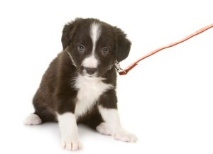 puppy-training-tips-melbourne-week-3