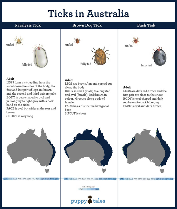 Types-of-Dog-Ticks-in-Australia