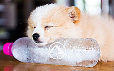 Keep Your Pets Cool on Hot Days.