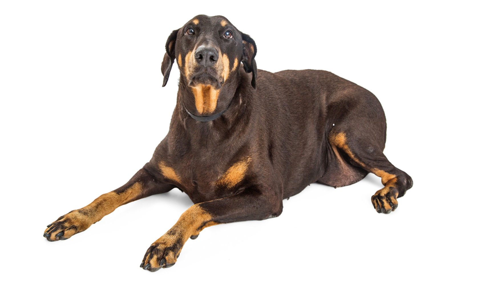 symptoms-of-hypothyroidism-in-dogs