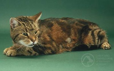 What is Feline Hyperthyroidism?
