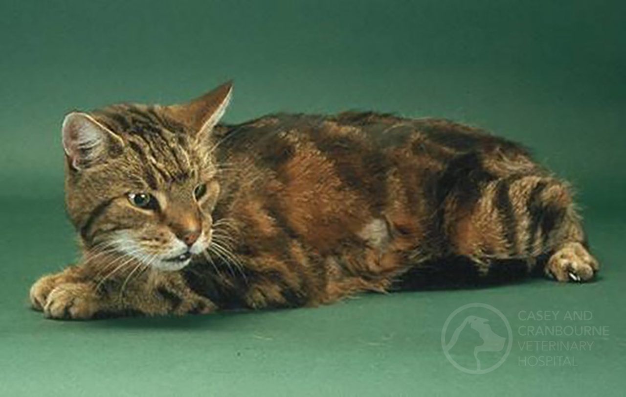 What is Feline Hyperthyroidism? Casey & Cranbourne Veterinary