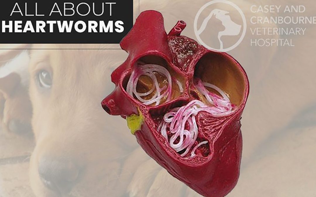 All About Heartworms
