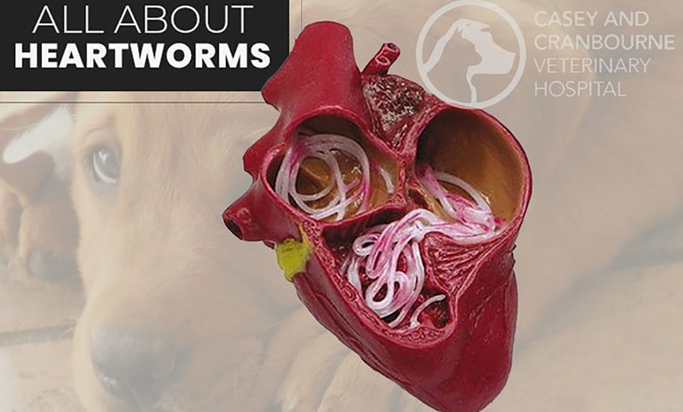 how-serious-is-heartworm-in-pets