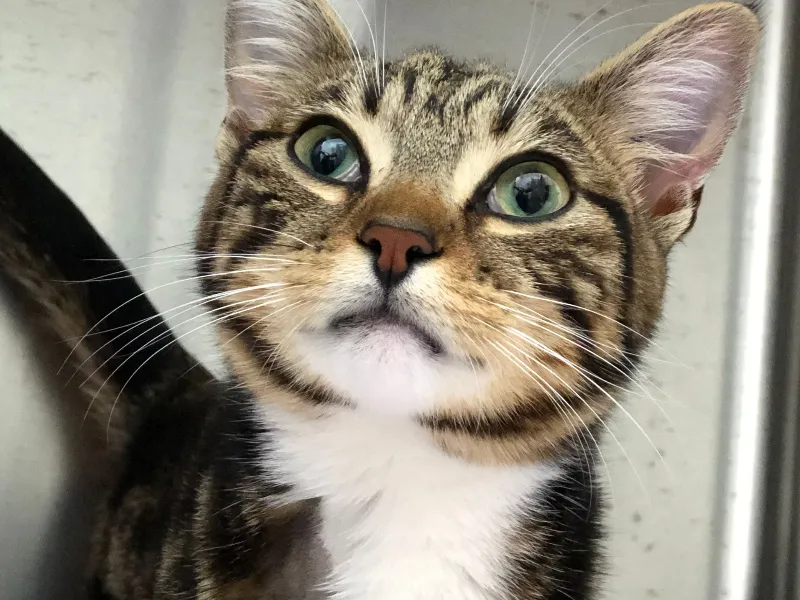 A cat staring in front of her