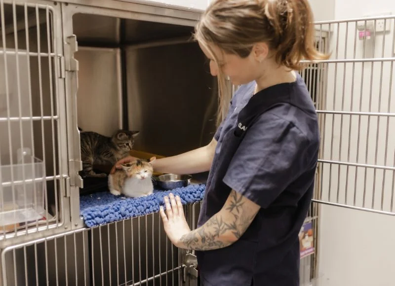 Vet Nurse taking care of the cat in the cage