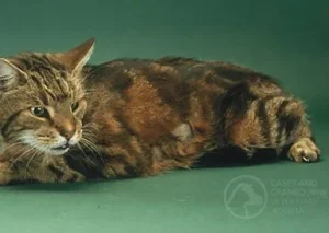 What is Feline Hyperthyroidism