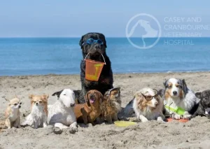 Keeping Your Pet Cool this Summer
