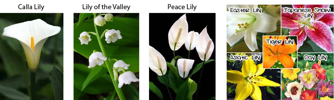 Lily Poisoning in Cats | Emergency Vet Cranbourne