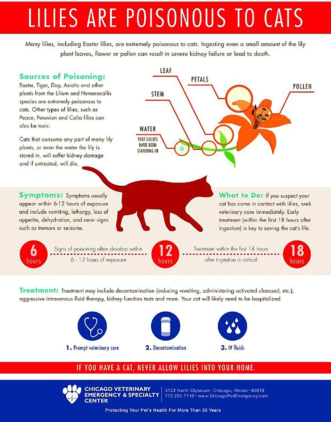 Lily Poisoning in Cats | Emergency Vet Cranbourne