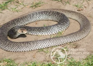 WARNING: Pets vs Snakes