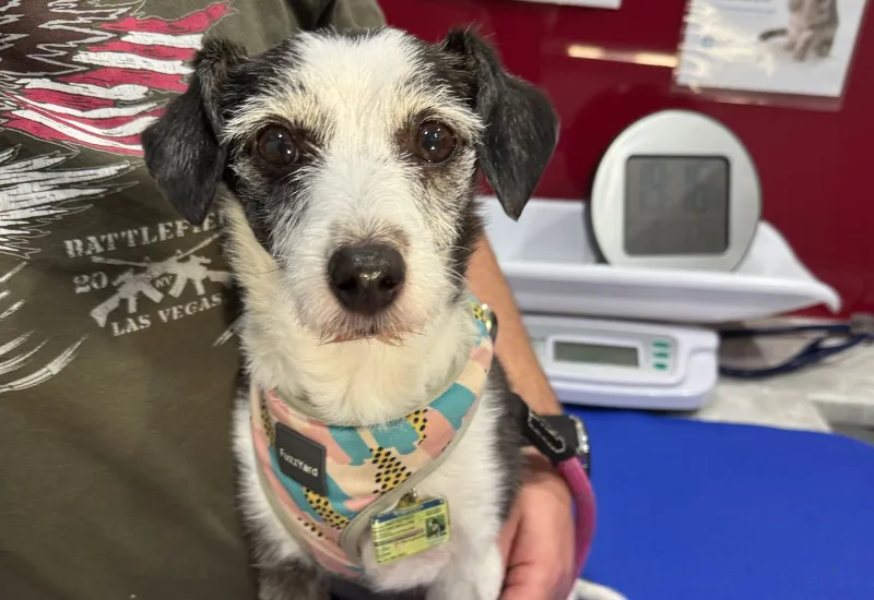 Small black and white terrier cross sitting on a vet clinic table wearing a harness.