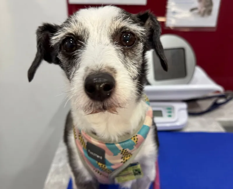 Close-up of a black and white terrier cross dog sitting at a veterinary clinic.