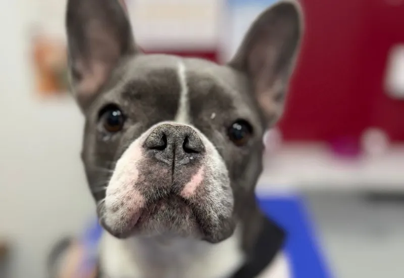 Close-up of a grey and white French Bulldog’s face at a veterinary clinic.