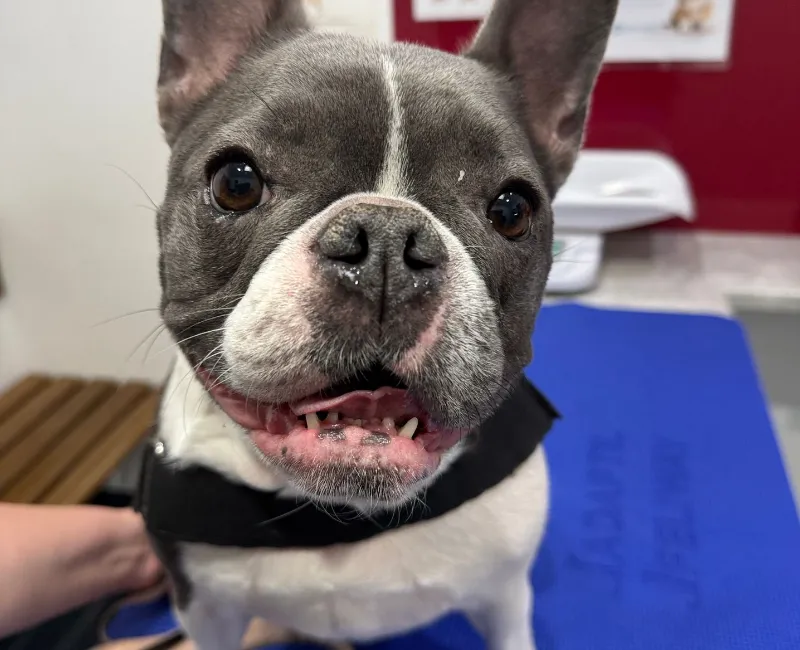 Grey and white French Bulldog sitting on a vet table with mouth slightly open.