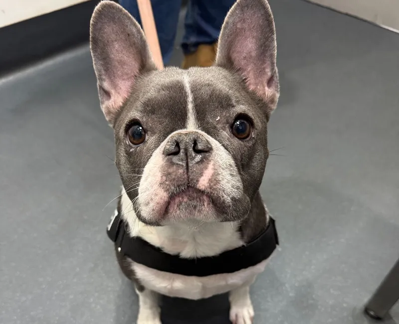 Grey and white French Bulldog sitting and looking at the camera in a clinic room.