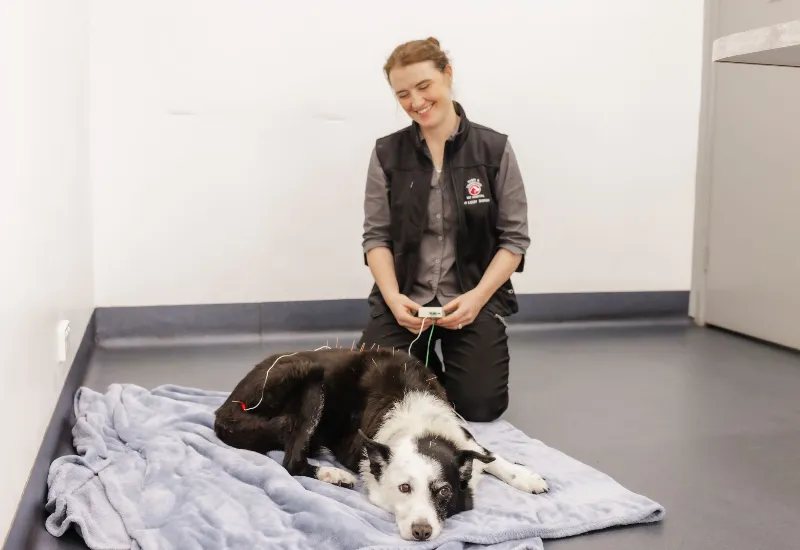 Veterinarian sitting beside a relaxed dog lying on a blanket during an acupuncture session in a clinic room.