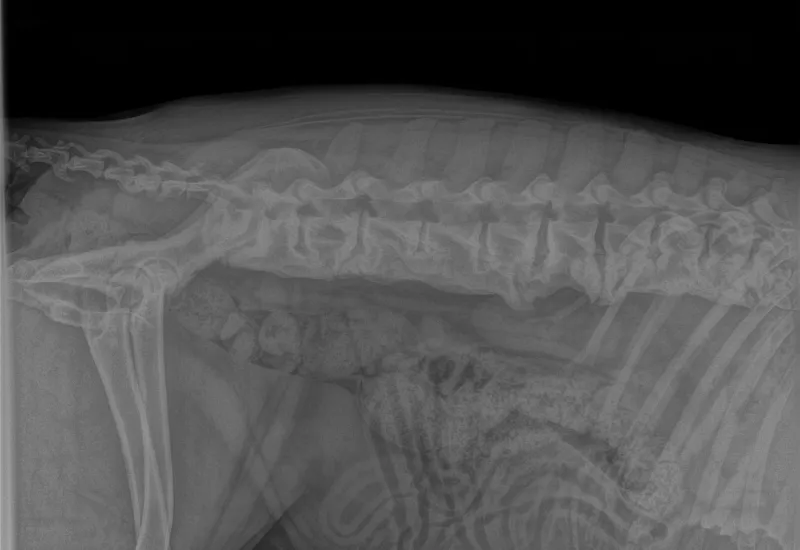 Side-view X-ray of a dog’s spine and ribcage showing skeletal structure.