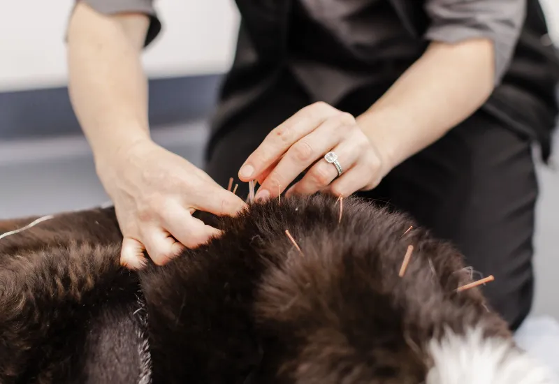 Close-up of acupuncture needles inserted along a dog’s back during veterinary treatment.