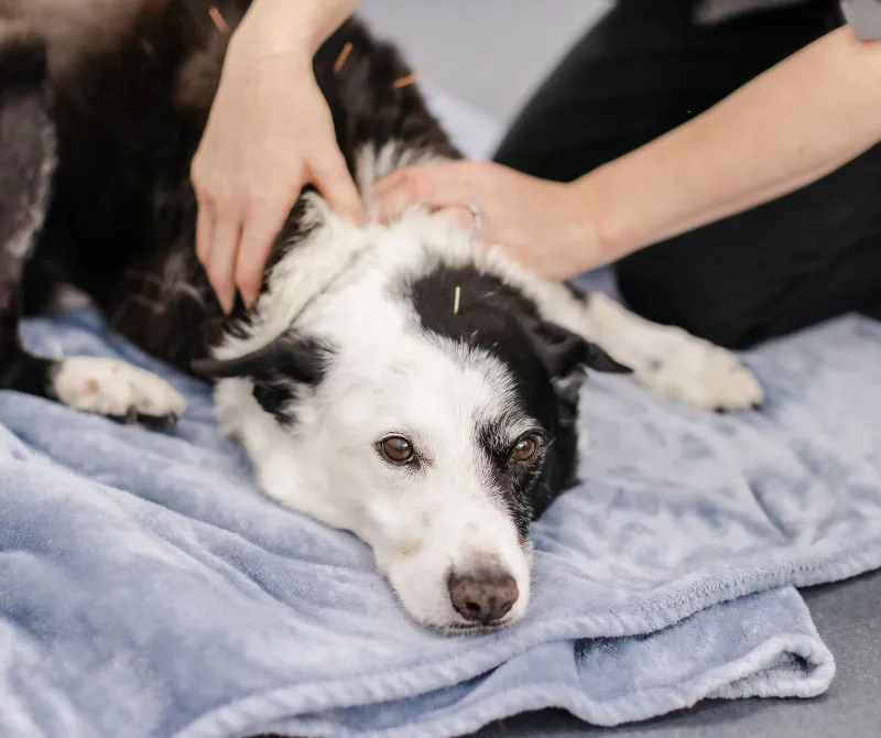 Older black and white dog lying on a blanket while receiving acupuncture treatment, with needles visible along its back.