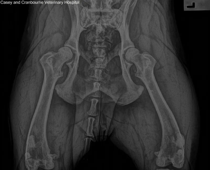 Front-view X-ray of a dog’s pelvis and hip joints, highlighting bone structure and alignment.