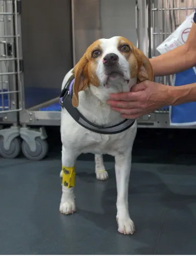 Recovering dog wearing a medical harness while receiving care from veterinary staff in an animal hospital ward.