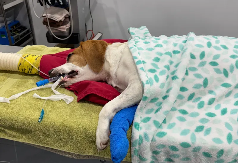 Dog resting under veterinary care with medical tubing and a bandaged leg during recovery treatment.