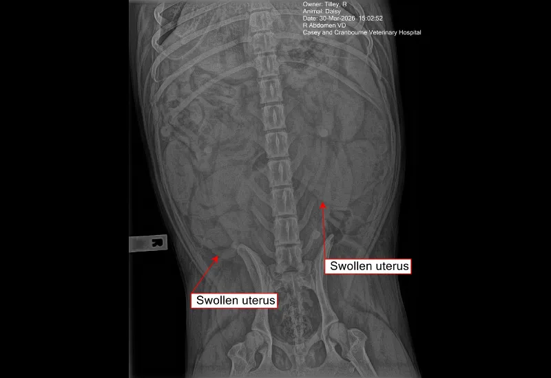 Veterinary X-ray image highlighting a swollen uterus during a diagnostic examination.