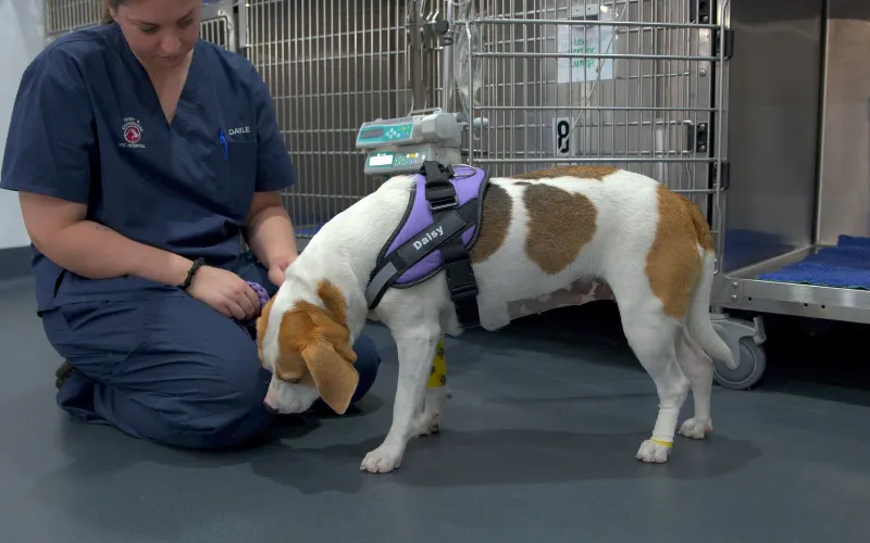 Veterinary nurse caring for a recovering dog inside an animal hospital recovery ward.