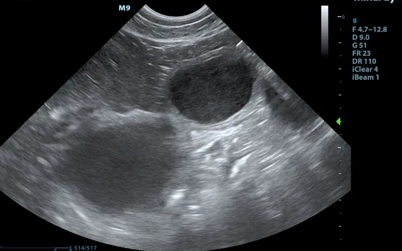 Veterinary ultrasound scan showing internal imaging results during a diagnostic examination.
