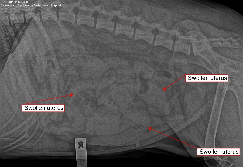 Veterinary X-ray showing a swollen uterus highlighted during a canine abdominal diagnostic examination.