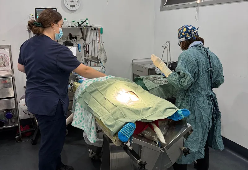 Veterinary surgical team performing an animal procedure in a fully equipped operating room.